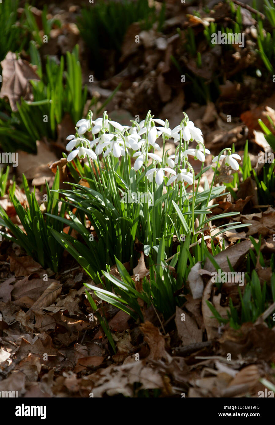 Snowdrop, Galanthus nivalis, Amaryllidaceae.UK Stock Photo