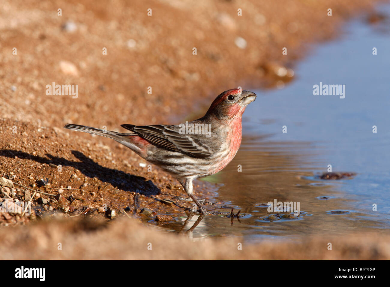 House finch Carpodacus mexicanus male Arizona USA winter Stock Photo