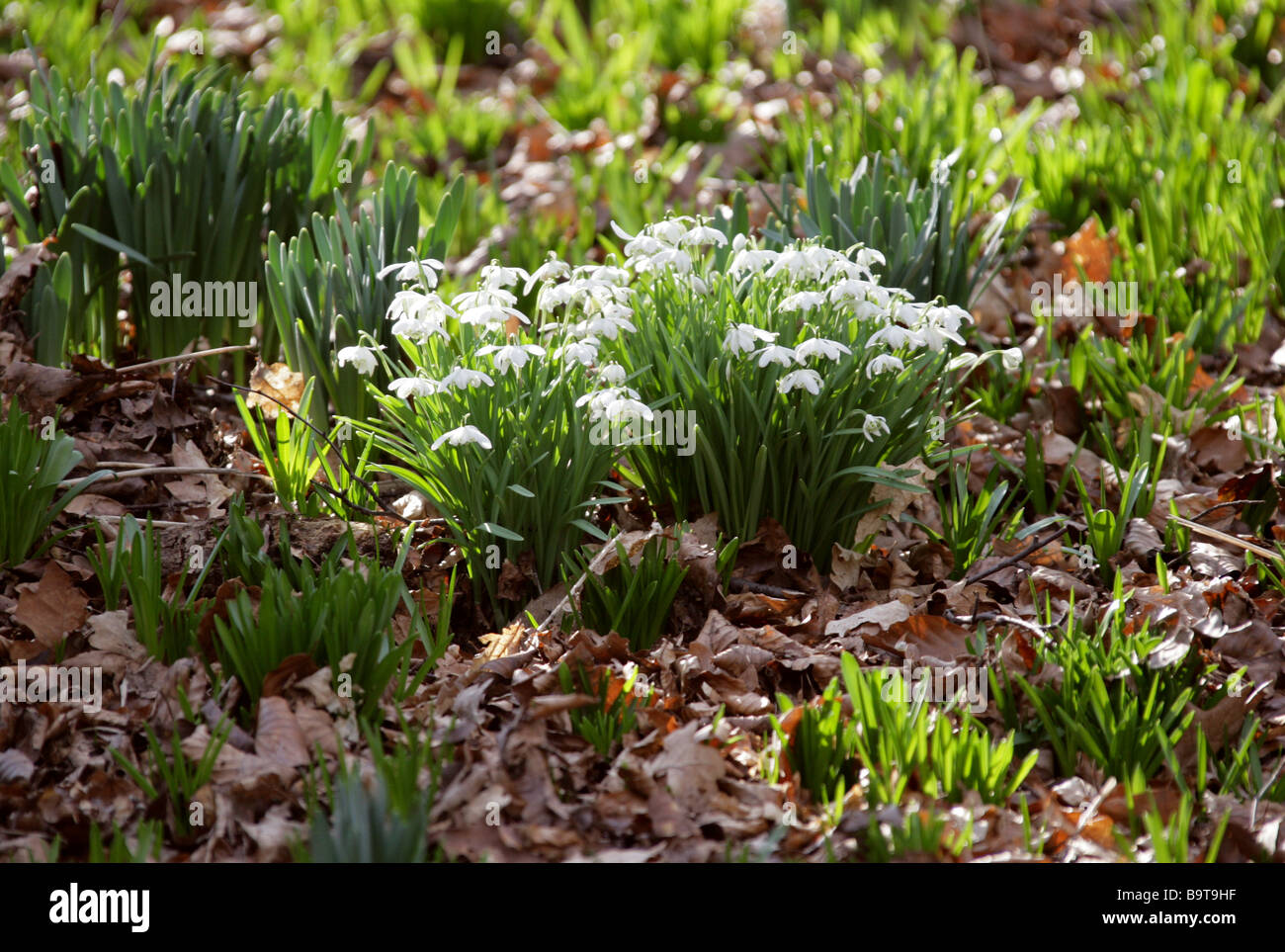 Snowdrop, Galanthus nivalis, Amaryllidaceae.UK Stock Photo