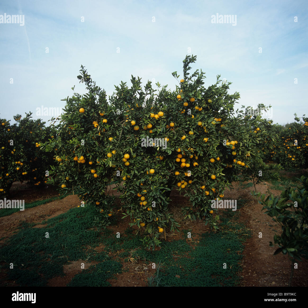 Orange trees in an orchard with ripe fruit in evening sunshine near Valencia Spain Stock Photo