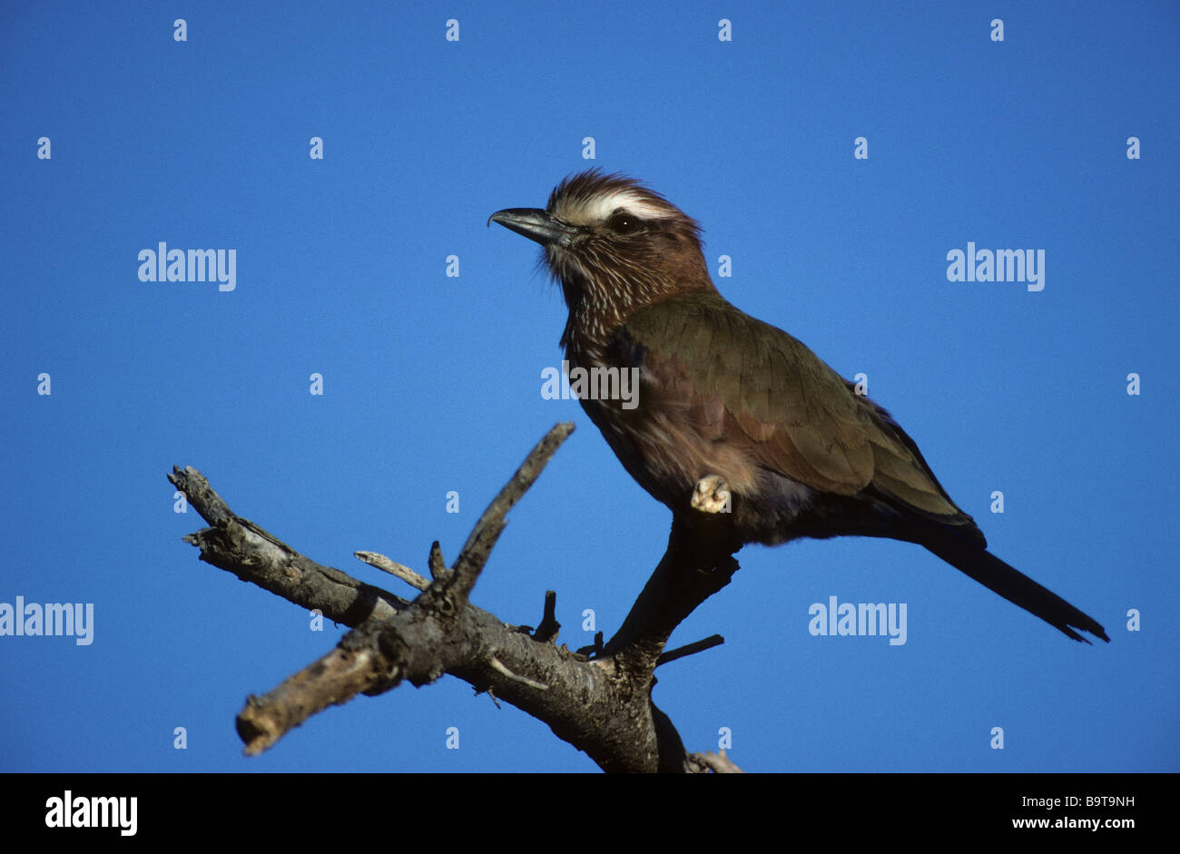 RUFOUS CROWNED ROLLER (Coracias naevia) adult Stock Photo
