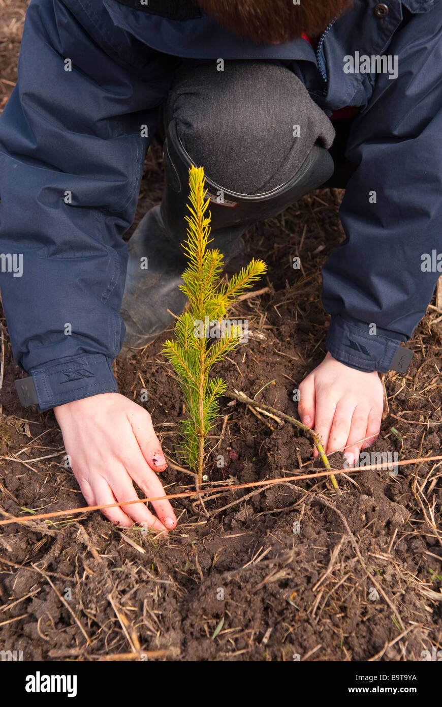 A close up of a young boy planting a new christmas tree Stock Photo Alamy