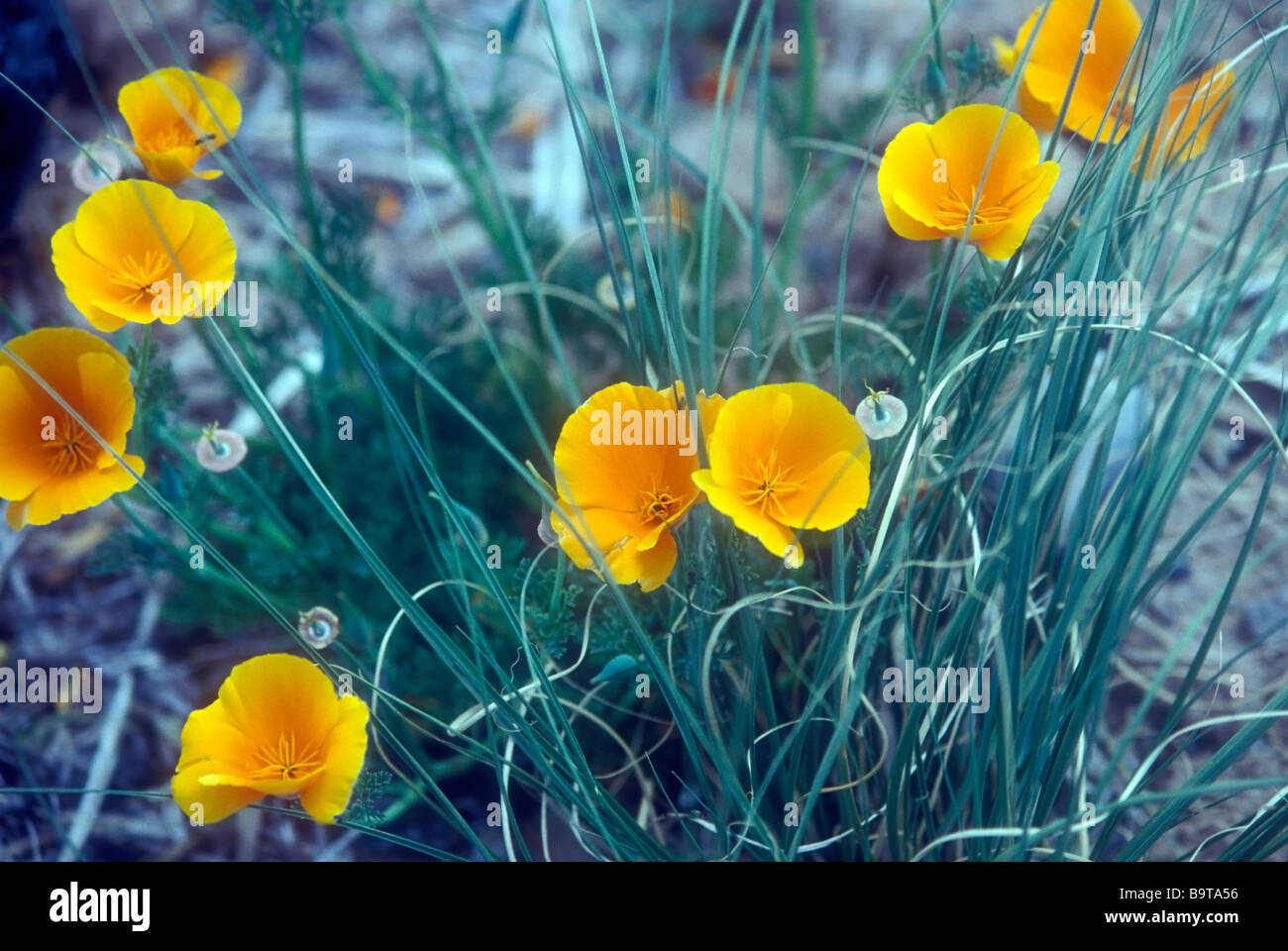 Sheen Also Known As The Golden Poppy Hi-res Stock Photography And ...