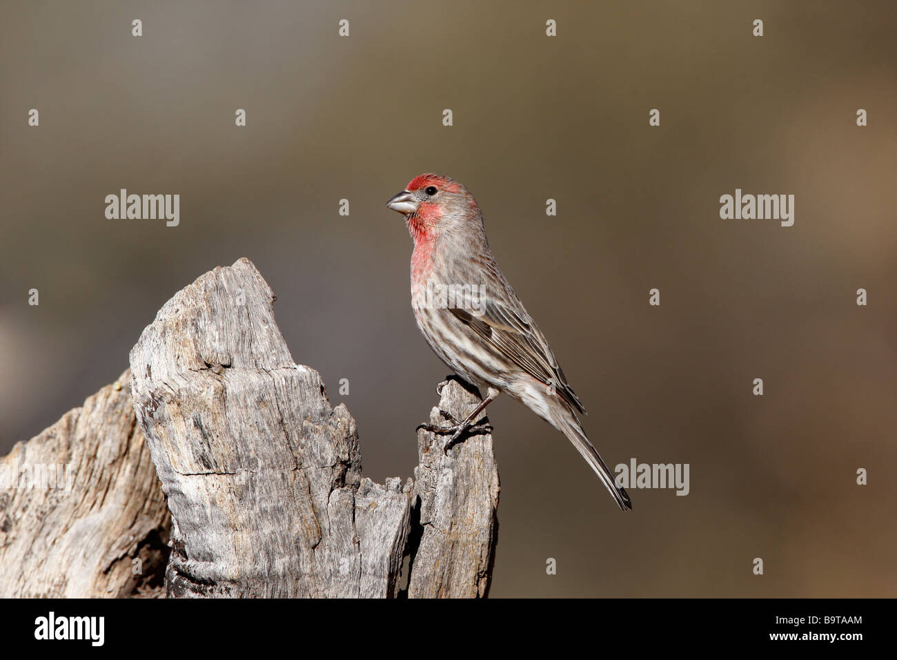 House finch Carpodacus mexicanus male Arizona USA winter Stock Photo