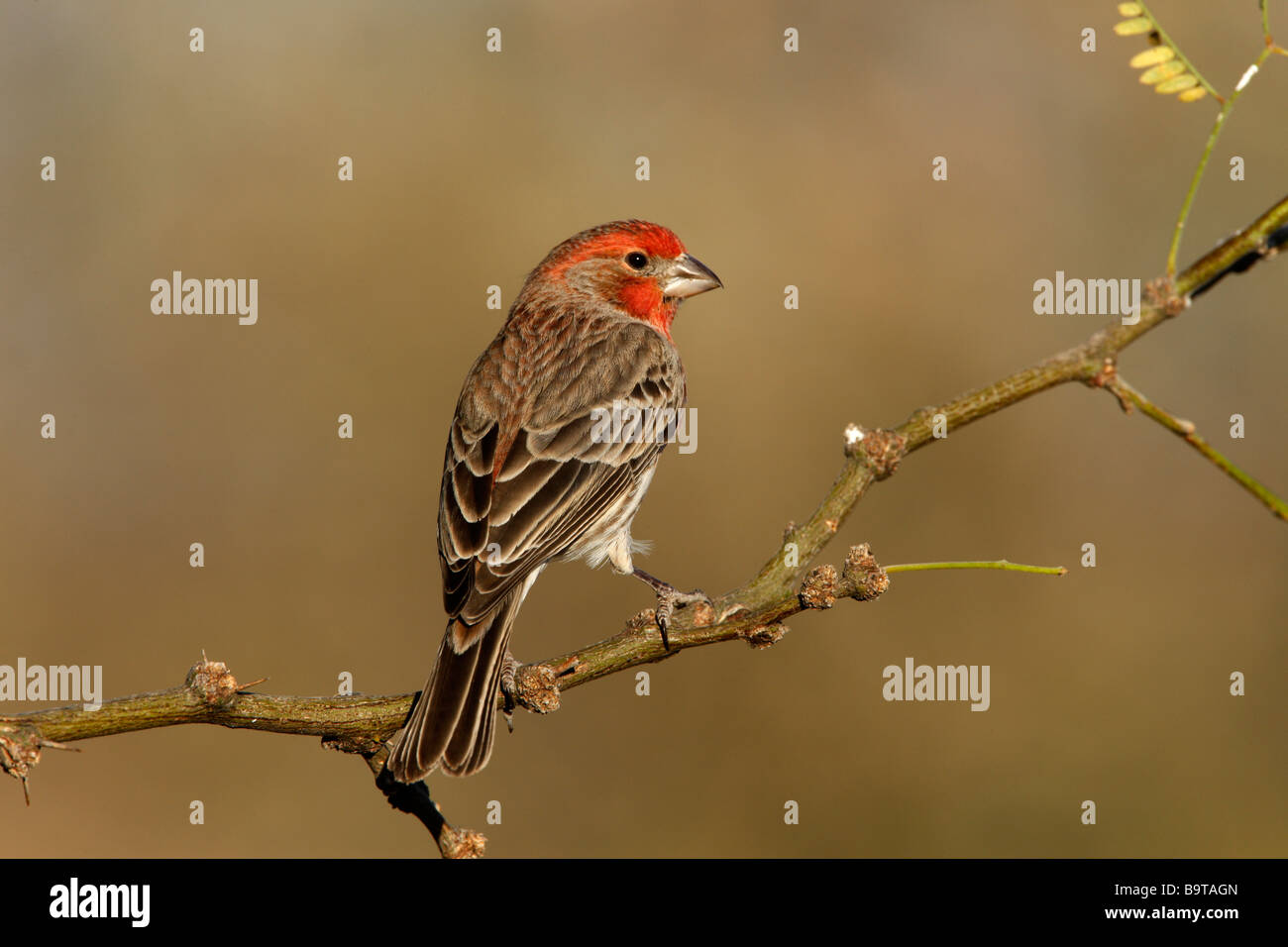 House finch Carpodacus mexicanus male Arizona USA winter Stock Photo