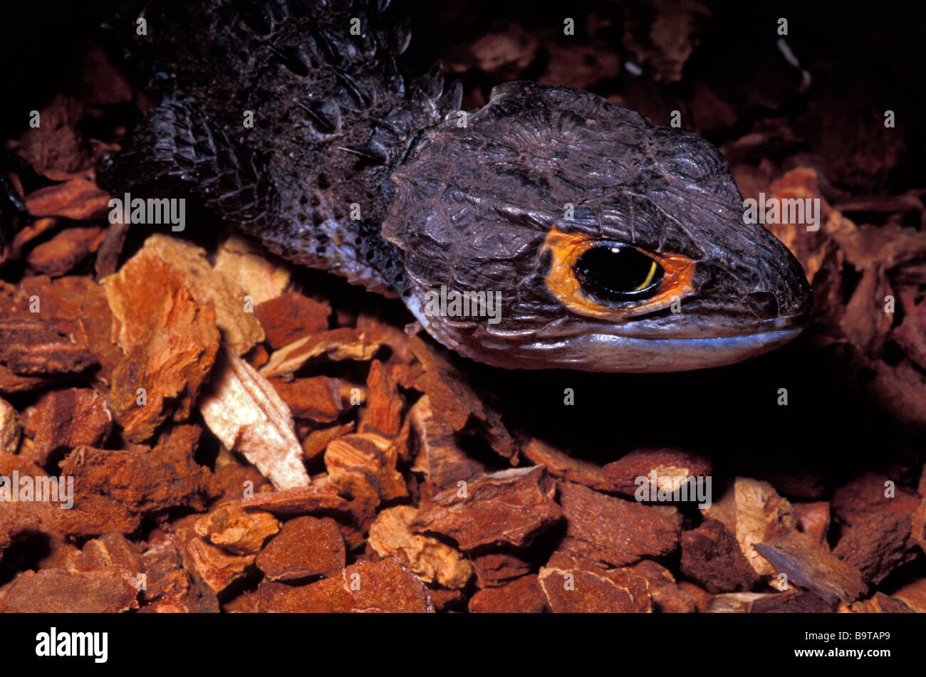 Crocodile Skink, Tribolonotus novaeguineae, Scincidae, New Guinea Stock Photo