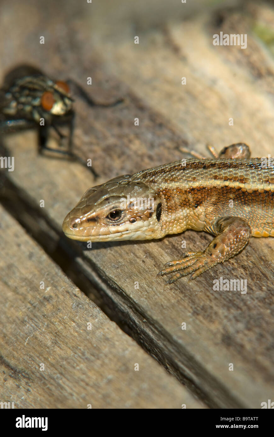 Common Lizard Stock Photo