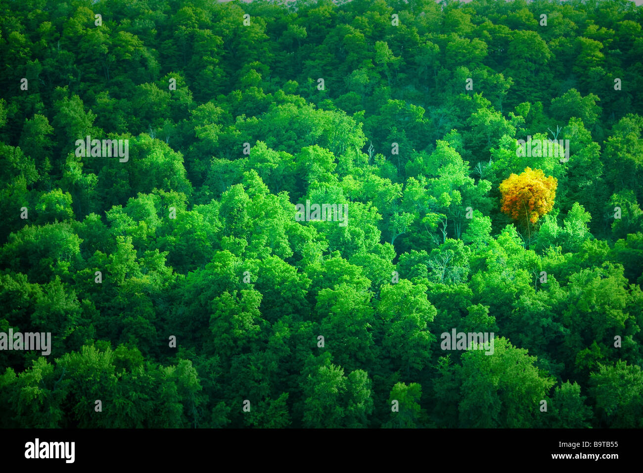Green forest in Frontenac State Park with one yellow tree shot from