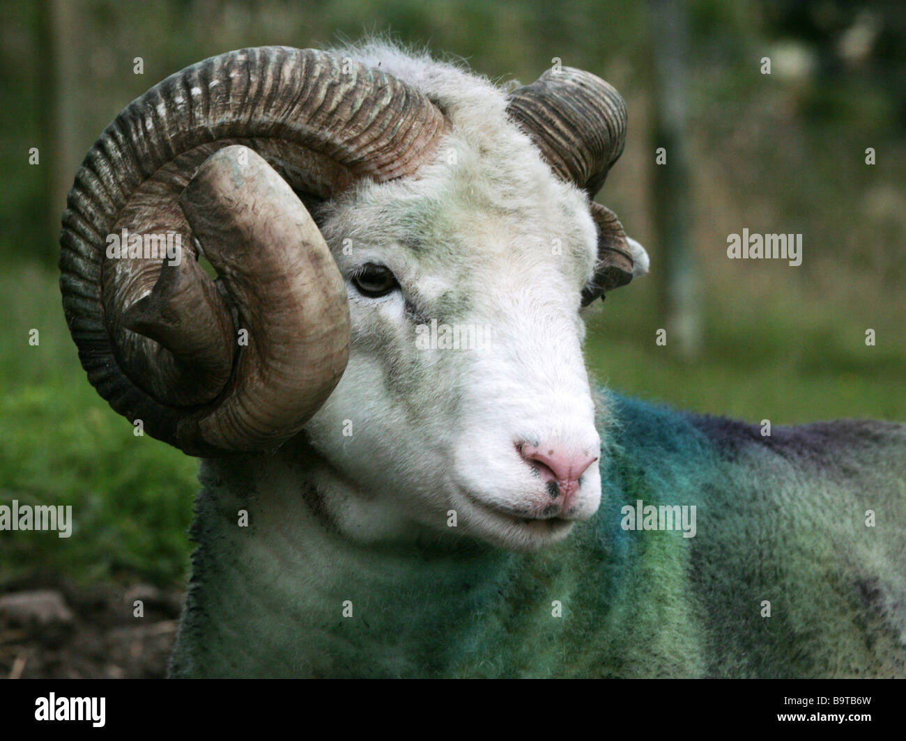 A painted ram. Stock Photo