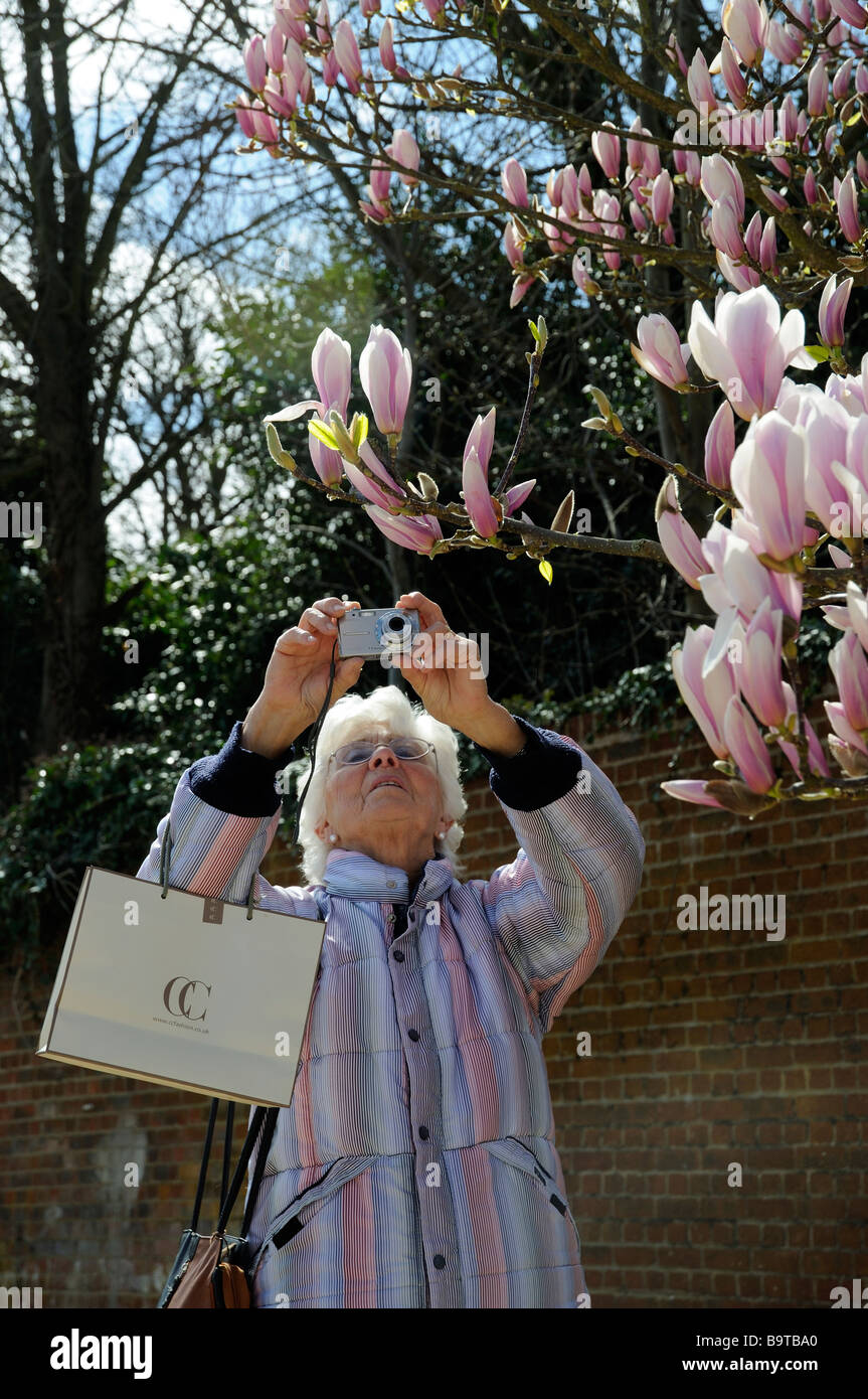 Woman using a digital camera to photograph a Magnolia tree England UK Stock Photo