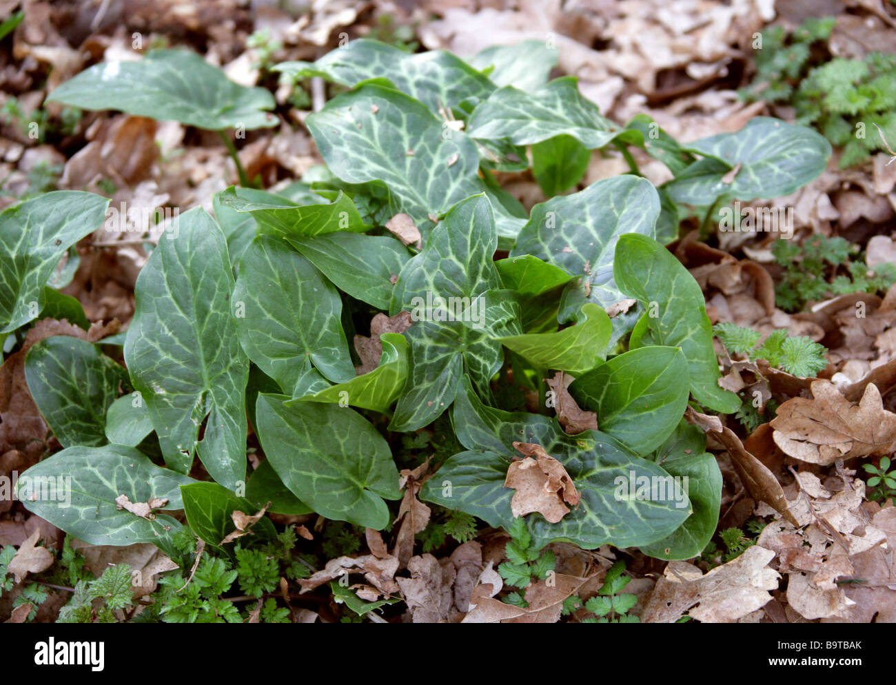 Cuckoo flower leaf hires stock photography and images Alamy