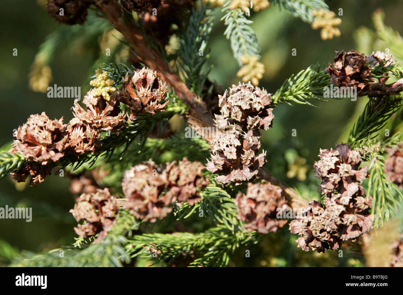 Japanese Cedar, Cryptomeria japonica, Cupressaceae, Japan Stock Photo