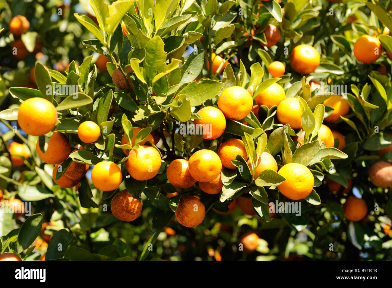 Orange trees loaded with fruit in Central Florida Stock Photo