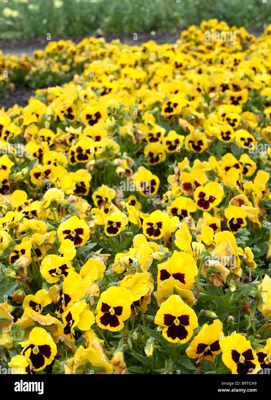 yellow pansies Stock Photo