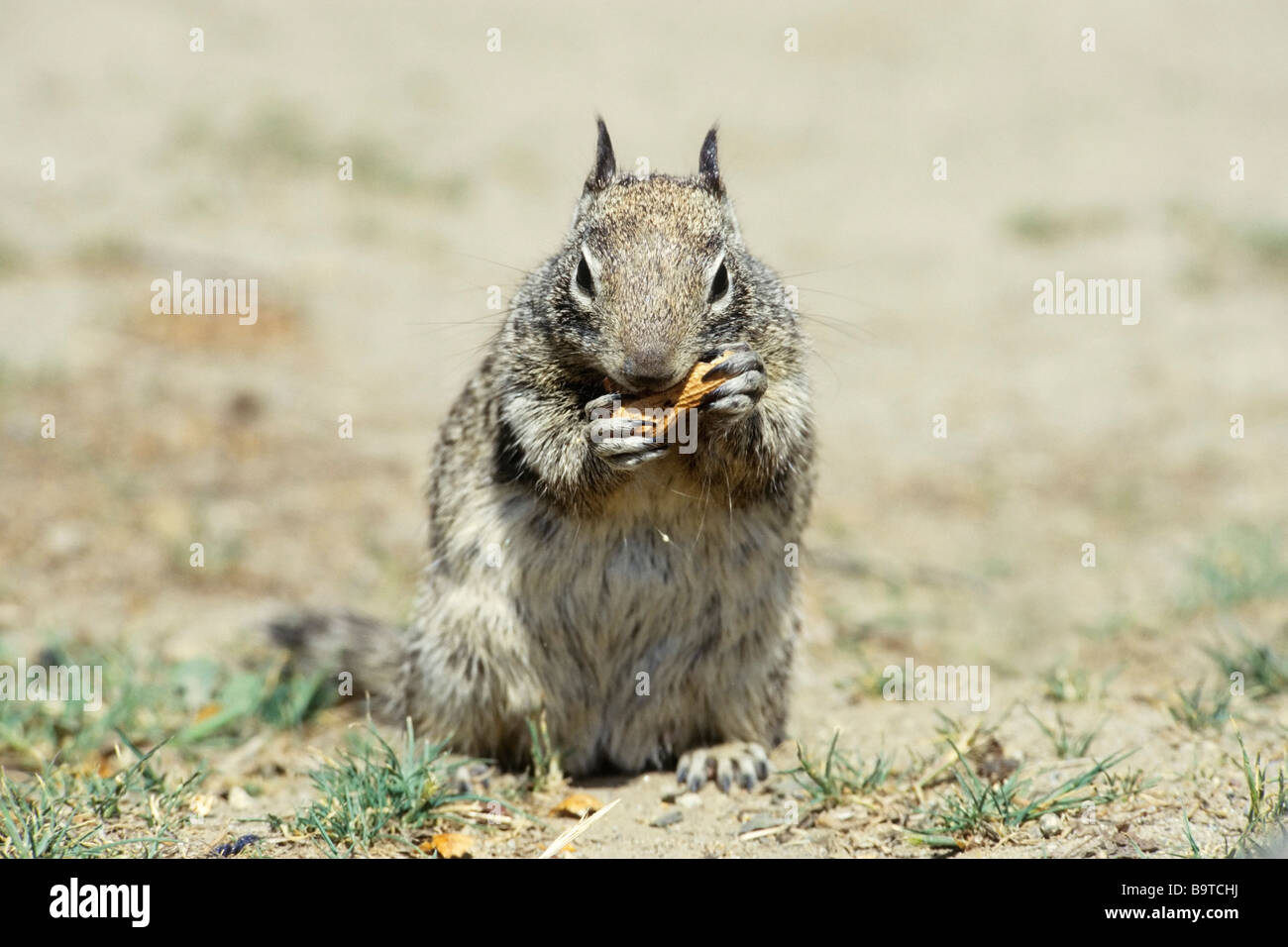 California Ground Squirrel Spermophilus beecheyi Marian Bea Memorial Park San Diego CA USA Stock Photo