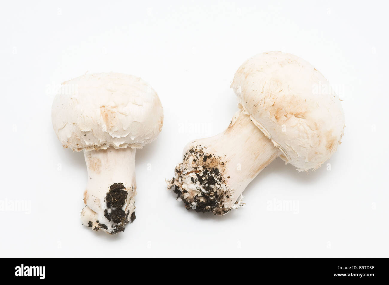 white mushrooms Stock Photo Alamy