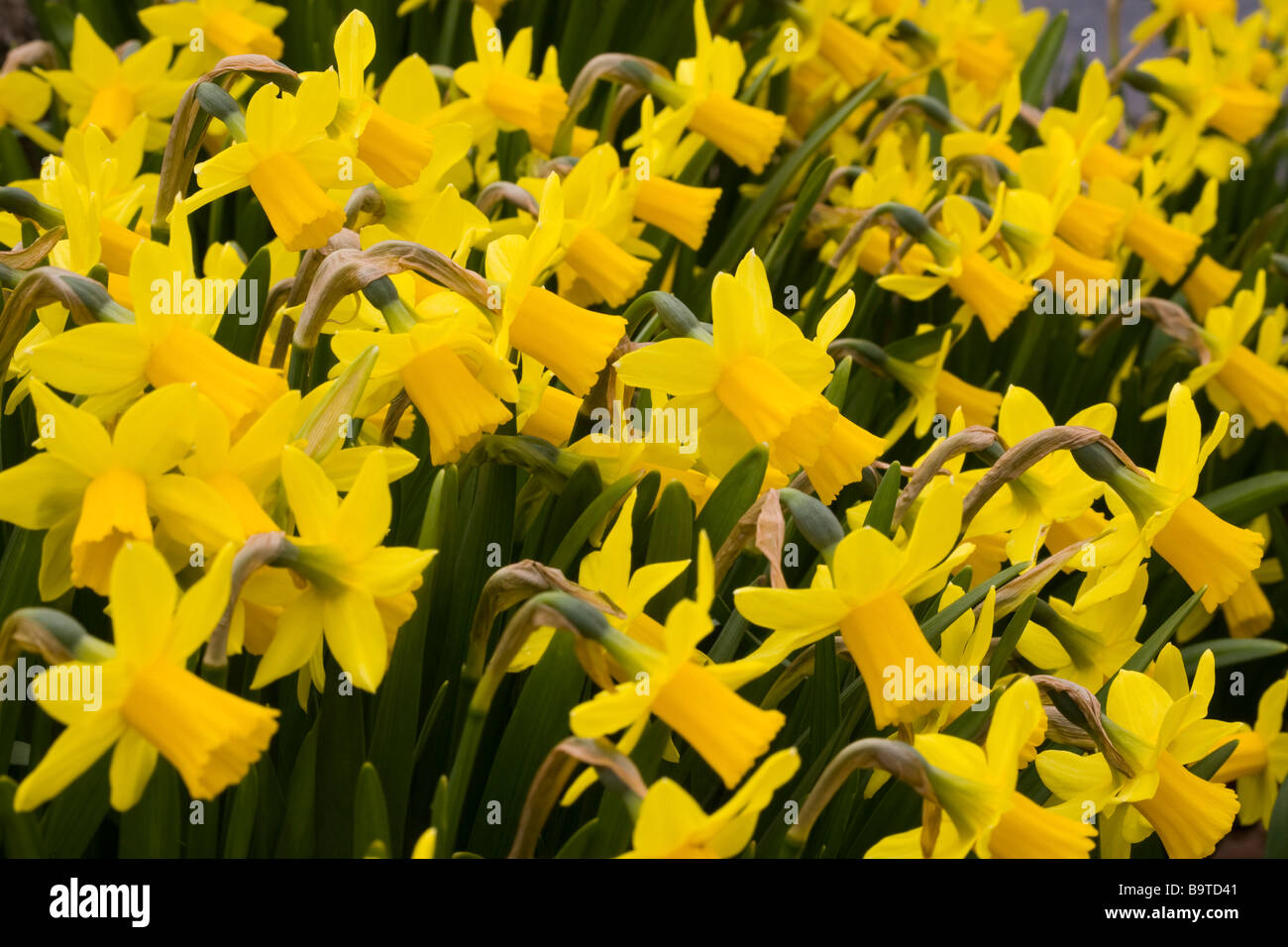 daffodils (teteatete Stock Photo Alamy