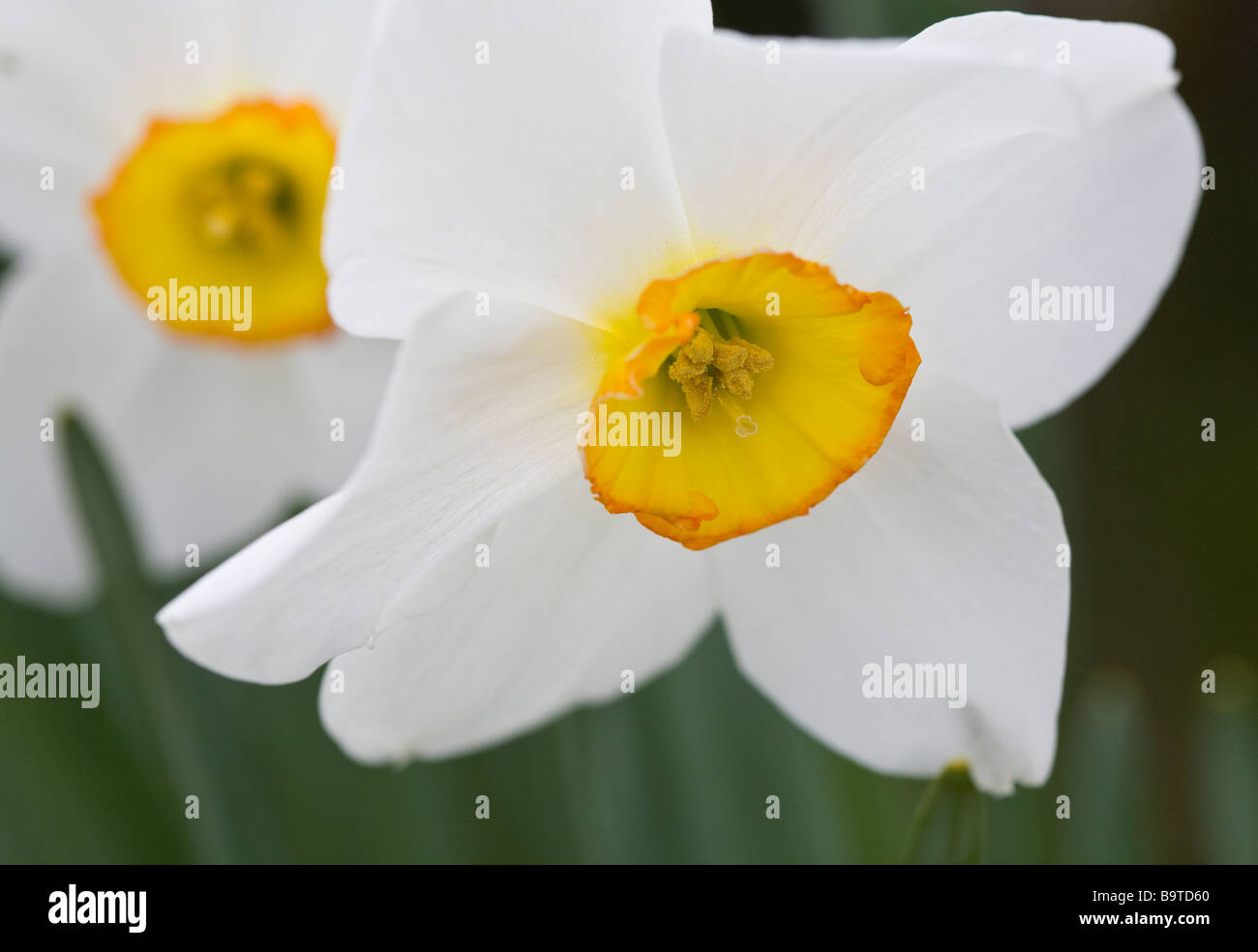 A Pair of Daffodils. Two white daffodils with yellow centres in the grass.  Small-cupped Daffodil Narcissus Royal Princess. Stock Photo