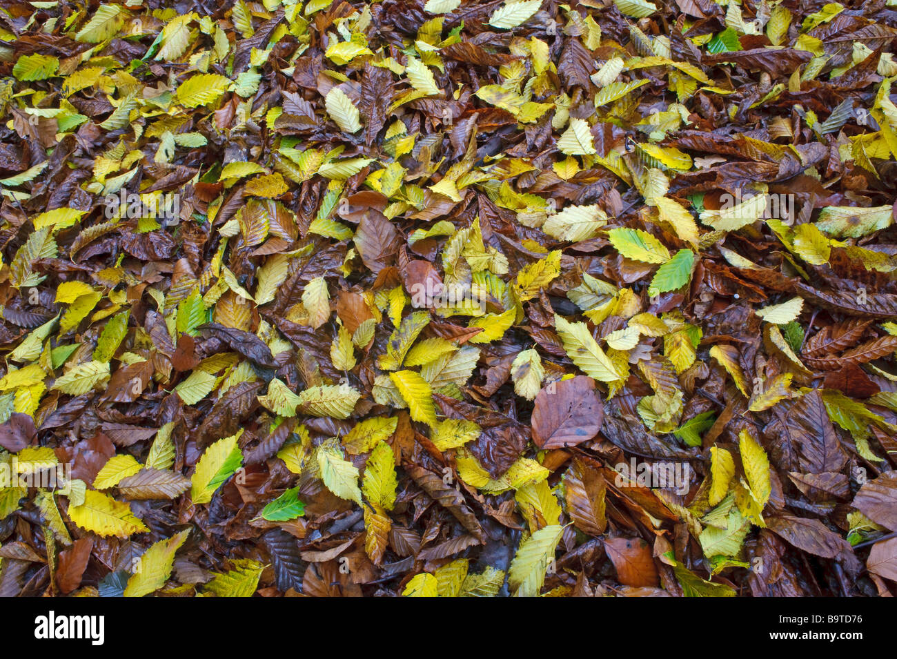 Autumn leaves of hornbeam Carpinus betulus and beech Fagus sylvatica Norfolk England Stock Photo