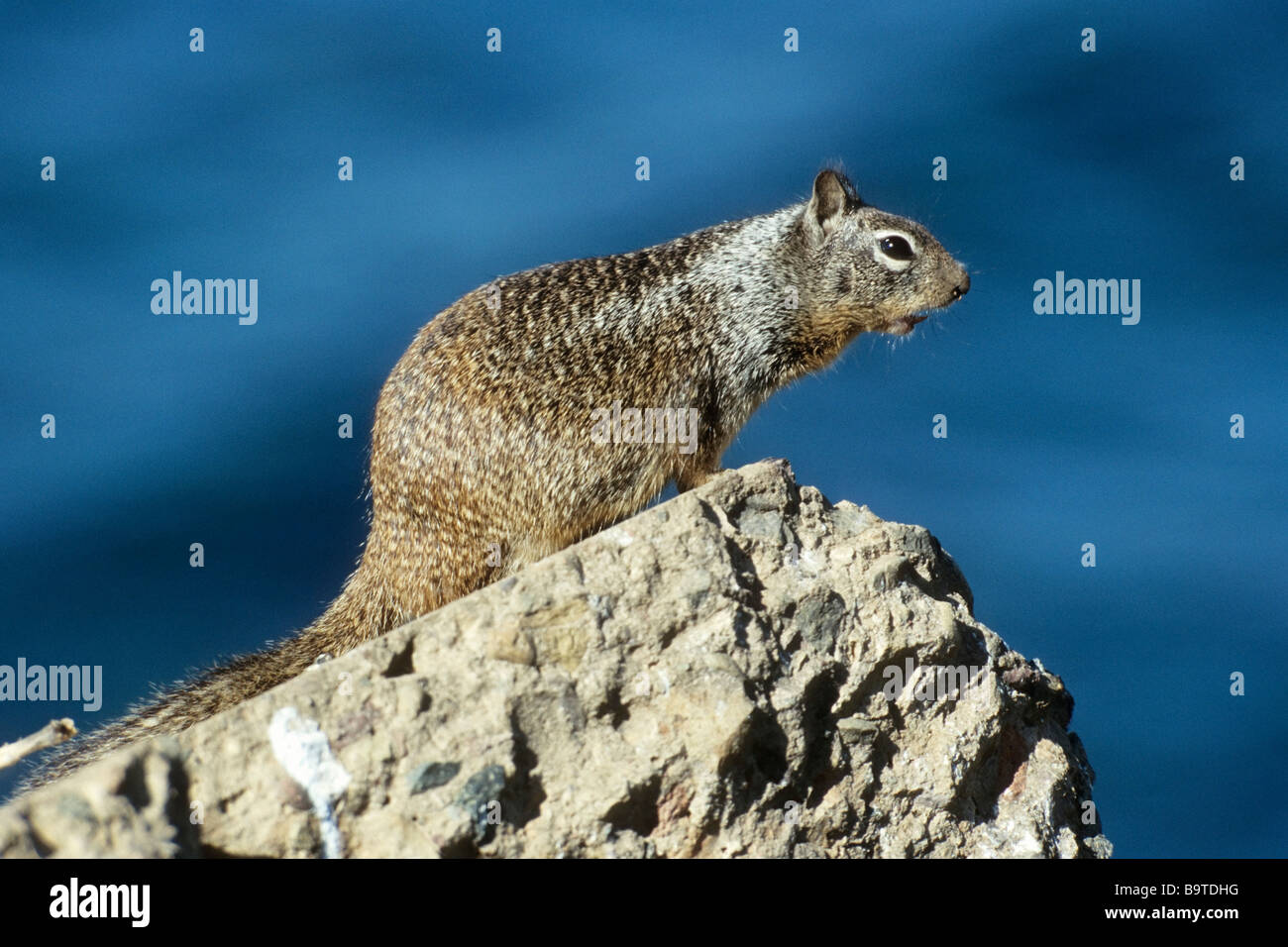 California Ground Squirrel Spermophilus beecheyi La Jolla Beach San Diego CA USA Stock Photo