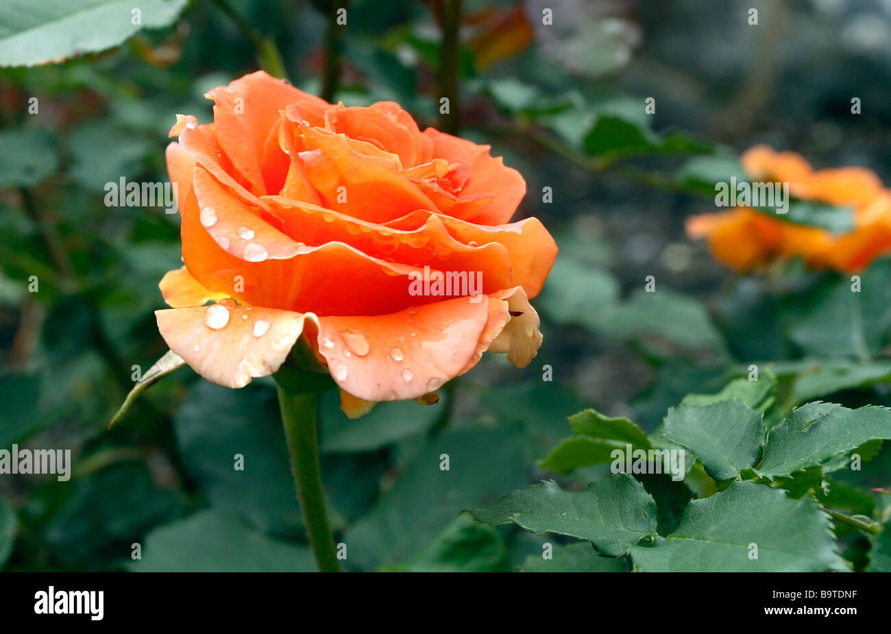 "Brass Band" Floribunda rose Stock Photo Alamy