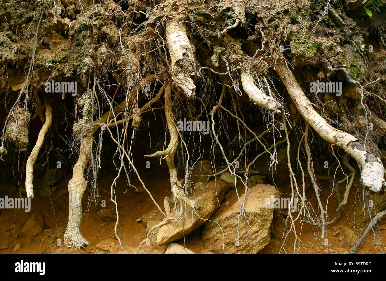 Exposed tree root system hires stock photography and images Alamy