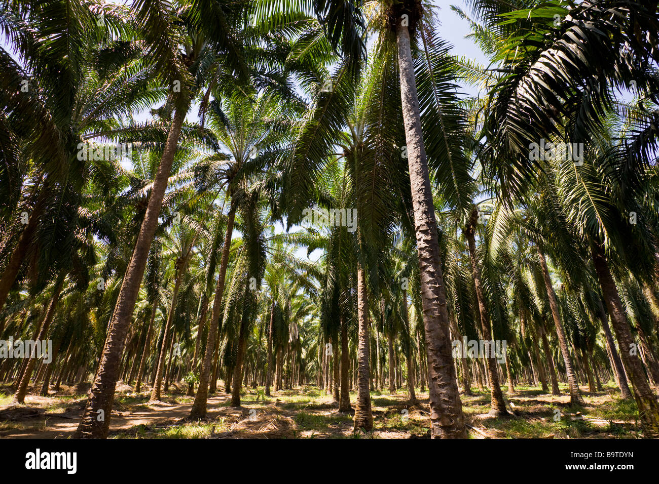 Rows of African palm trees (Elaeis guineensis) at a palm oil plantation farm in Costa Rica Stock