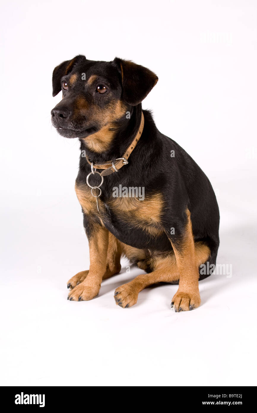 Black and Tan Terrier Stock Photo
