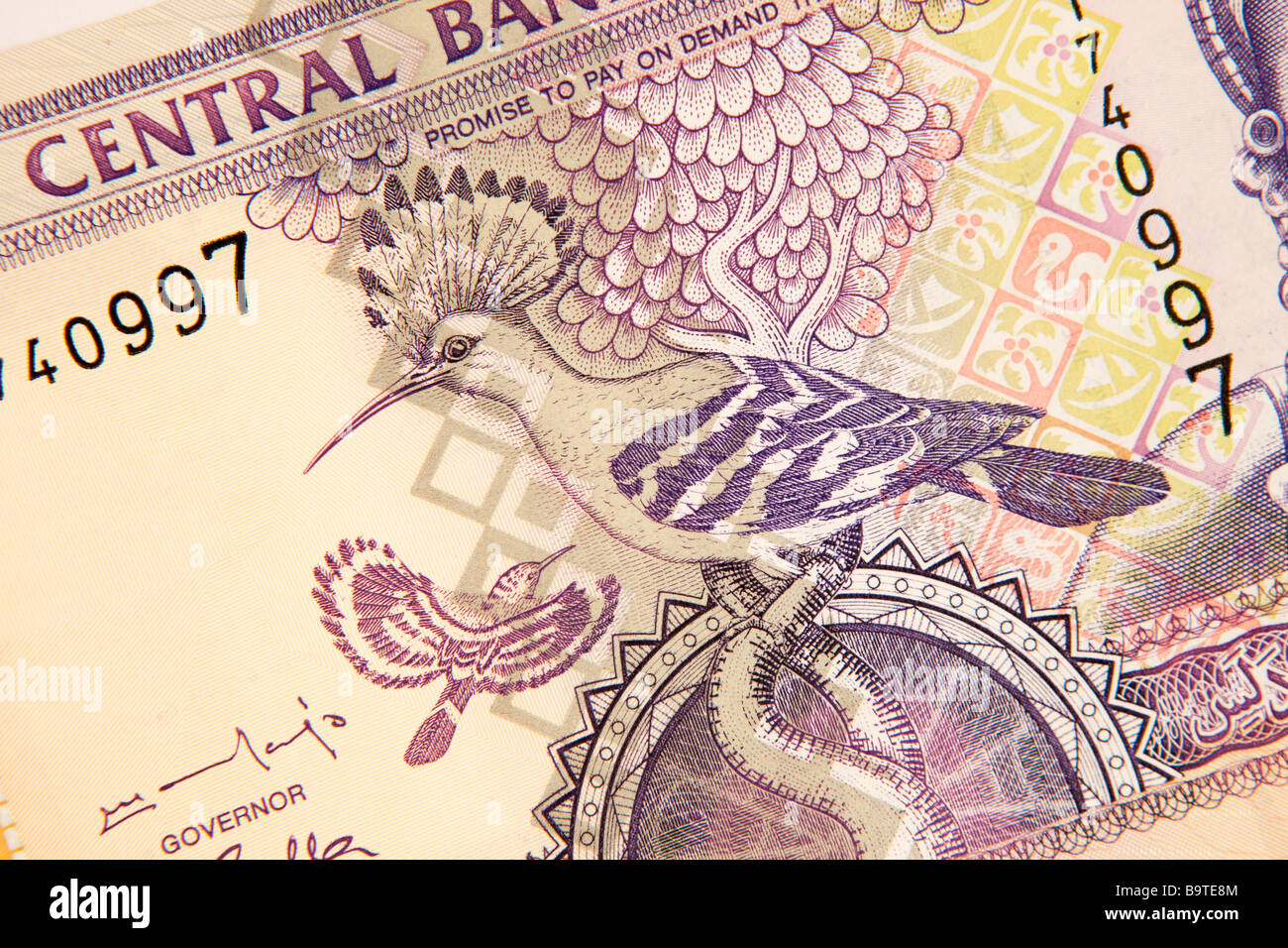 Money currency detail of Hoopoe bird design on Gambia 50 Dalasi banknote Stock Photo