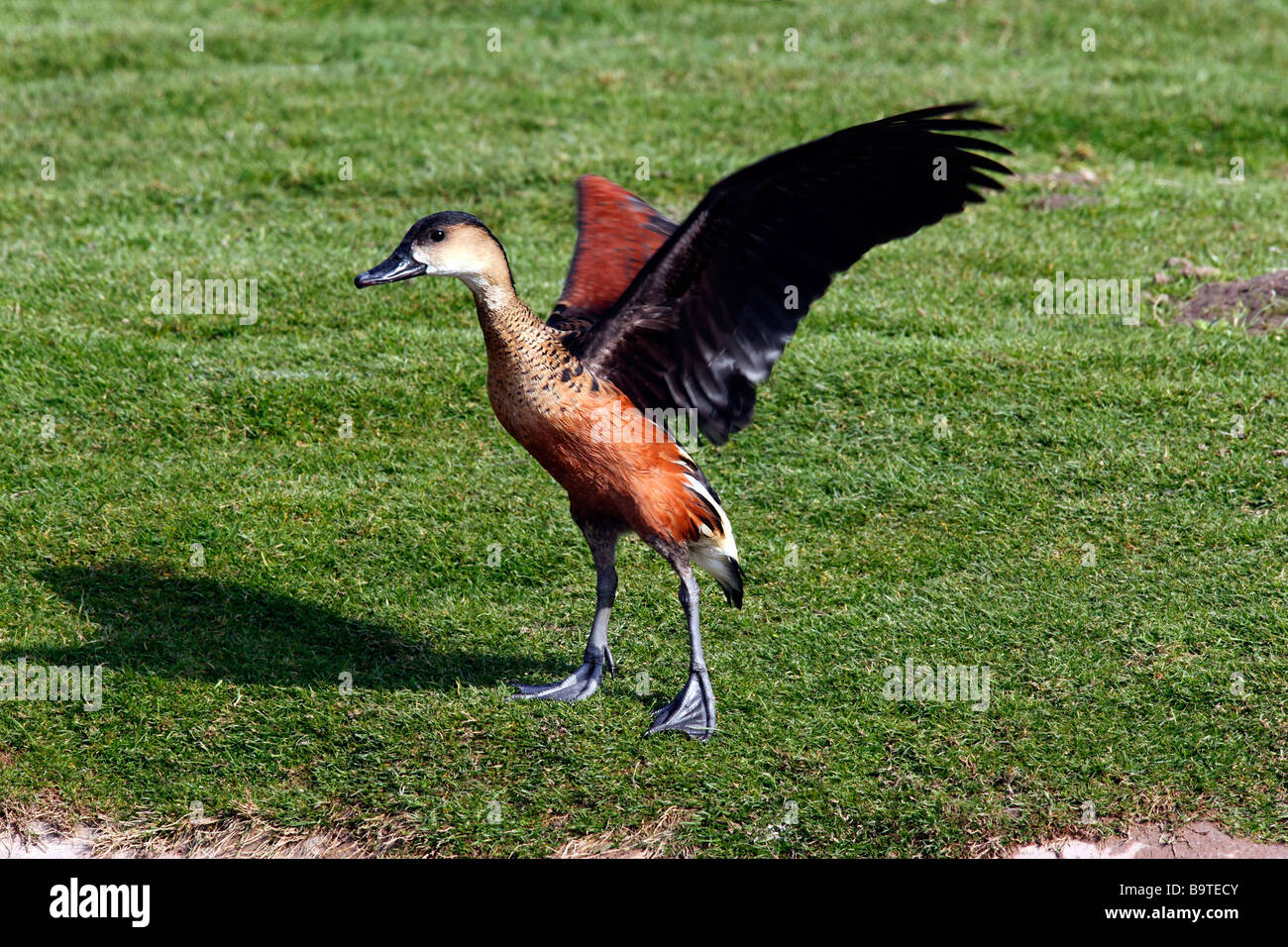 Young Whistling Duck flapping its wings Stock Photo
