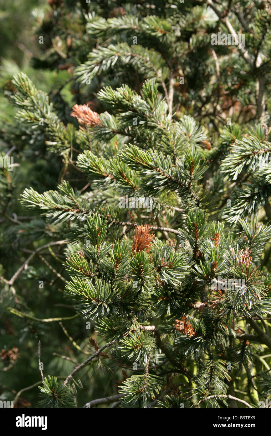 Fox-tail Pine, Pinus balfouriana, Pinaceae, California, USA Stock Photo