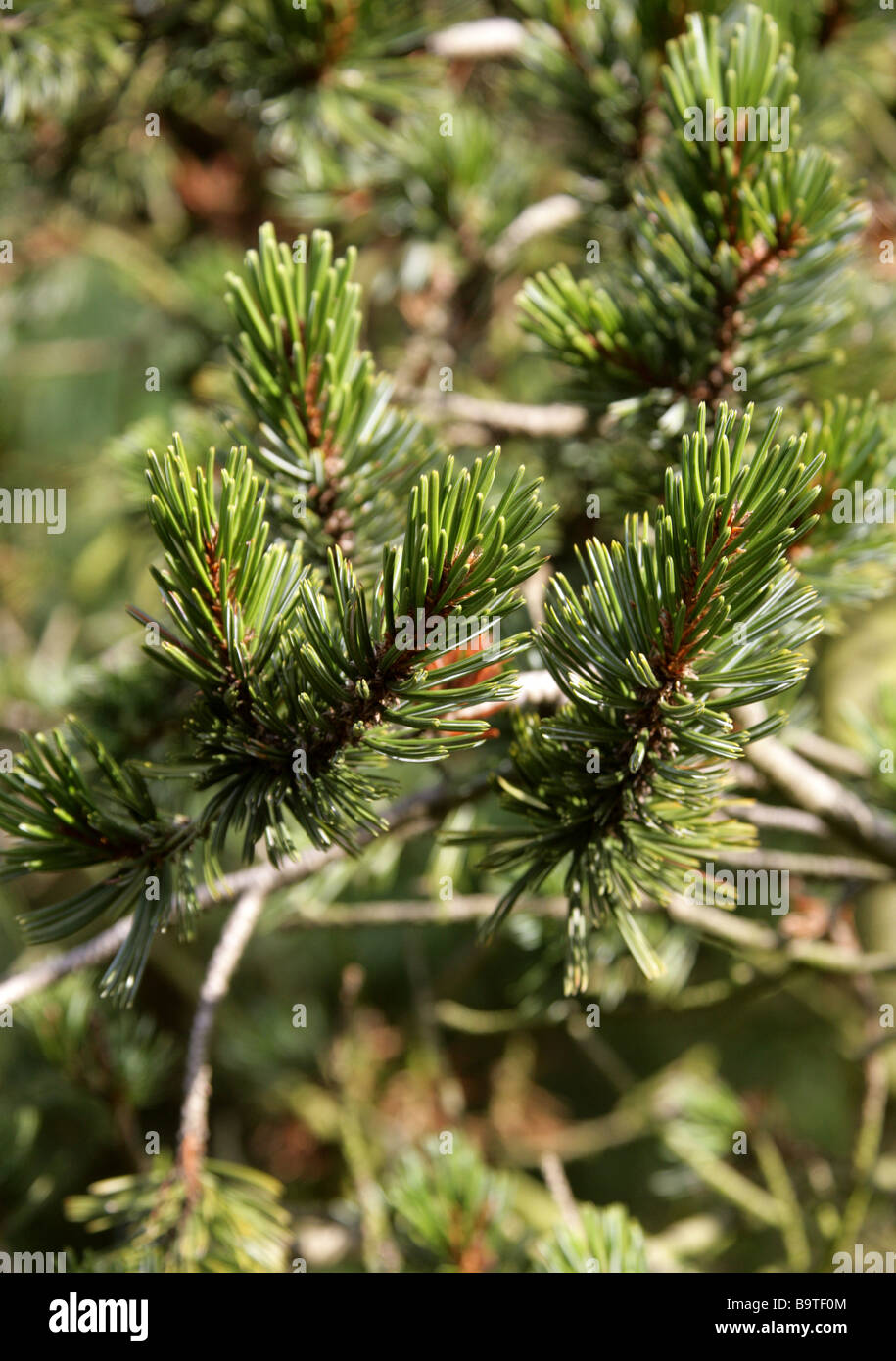 Fox-tail Pine, Pinus balfouriana, Pinaceae, California, USA Stock Photo