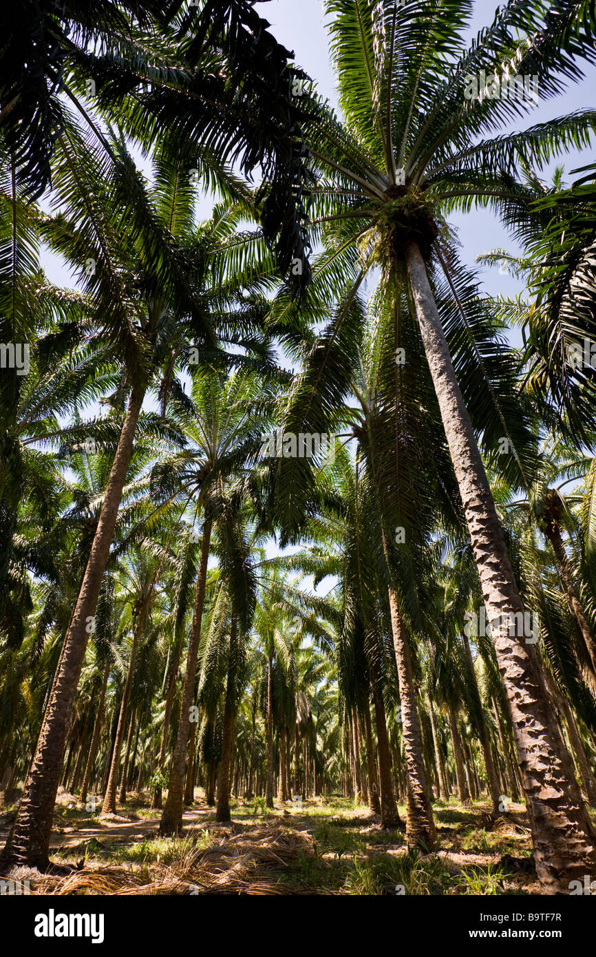 Rows of African palm trees (Elaeis guineensis) at a palm oil plantation farm in Costa Rica. Stock Photo