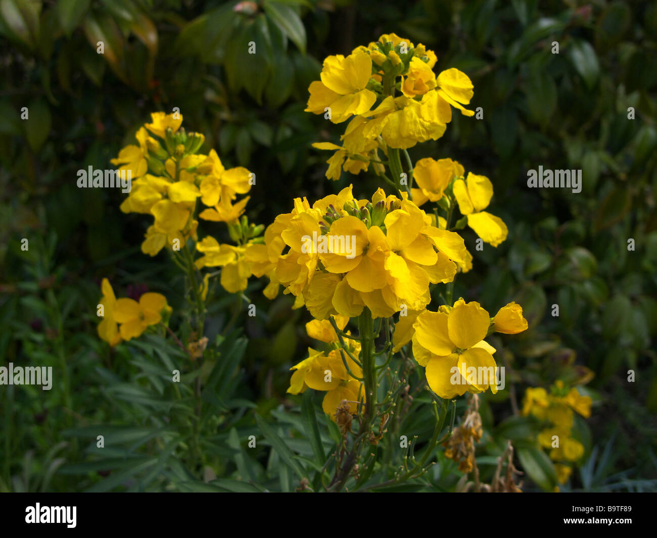 Common Wallflower [Erysimum cheiri] Stock Photo