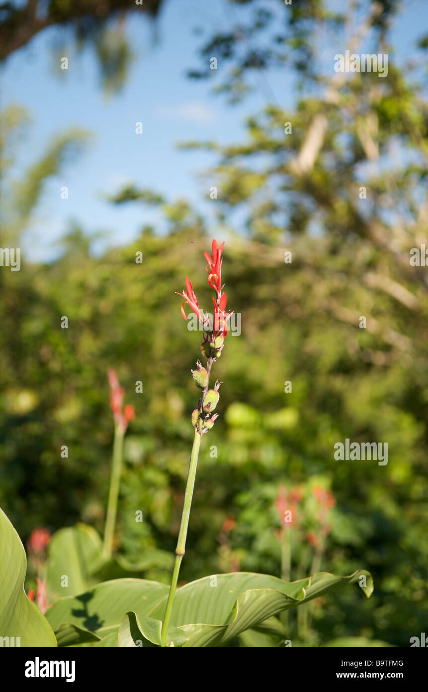 Amazon jungle flower hires stock photography and images Alamy