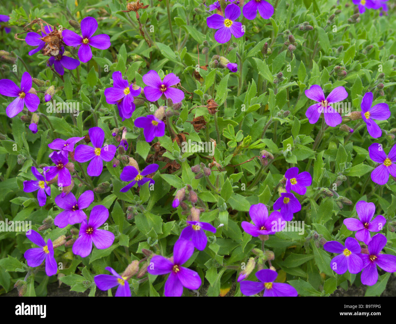 Flowering Aubretia (Aubretia deltoidea) cultivar Stock Photo - Alamy