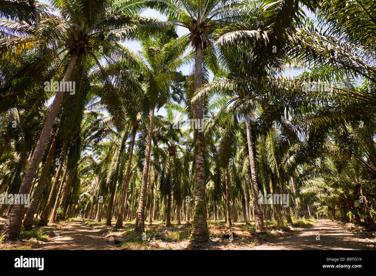 Rows of African palm trees (Elaeis guineensis) at a palm oil plantation