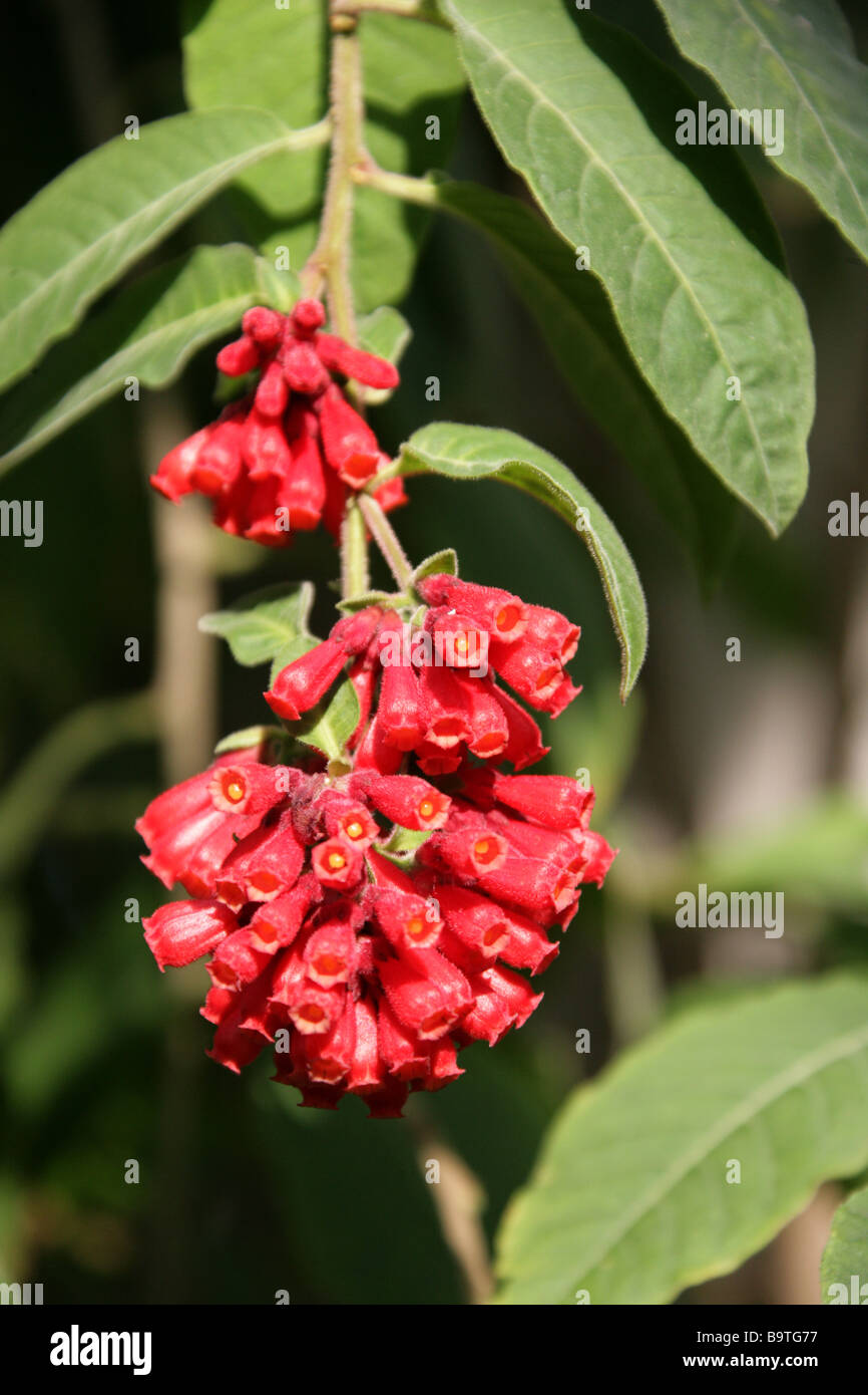 Red Cestrum or Early Jessamine, Cestrum fasciculatum, Solanaceae, Mexico and Central America Stock Photo