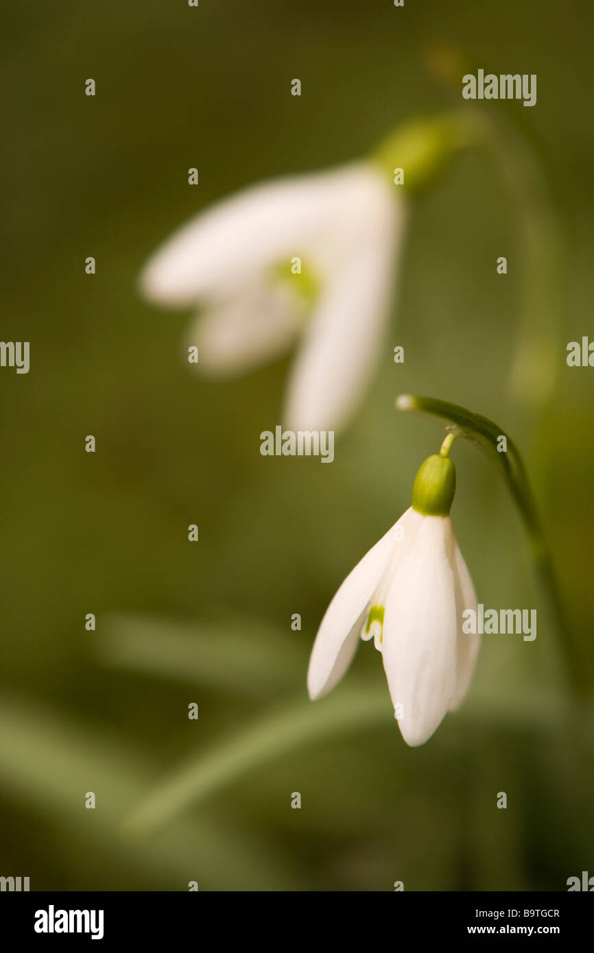 Snowdrops (Galanthus) Stock Photo