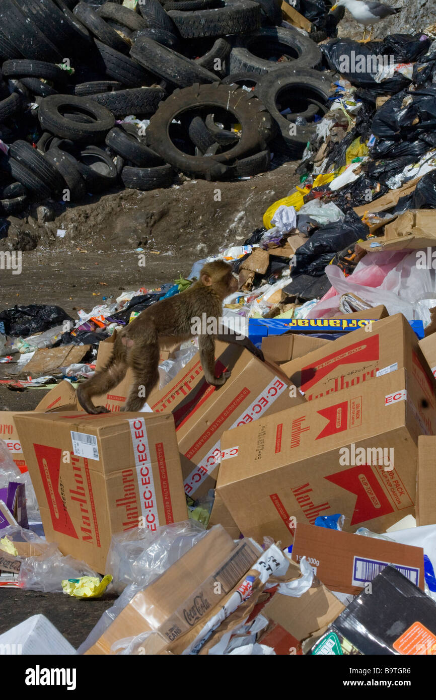 barabary apes living on a rubbish tip in Gibraltar Stock Photo