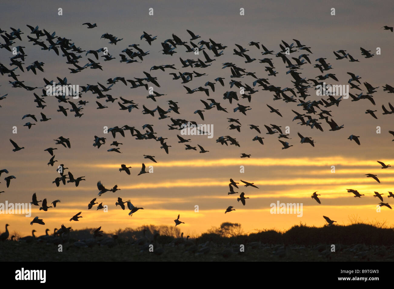 Geese flying to roost hires stock photography and images Alamy