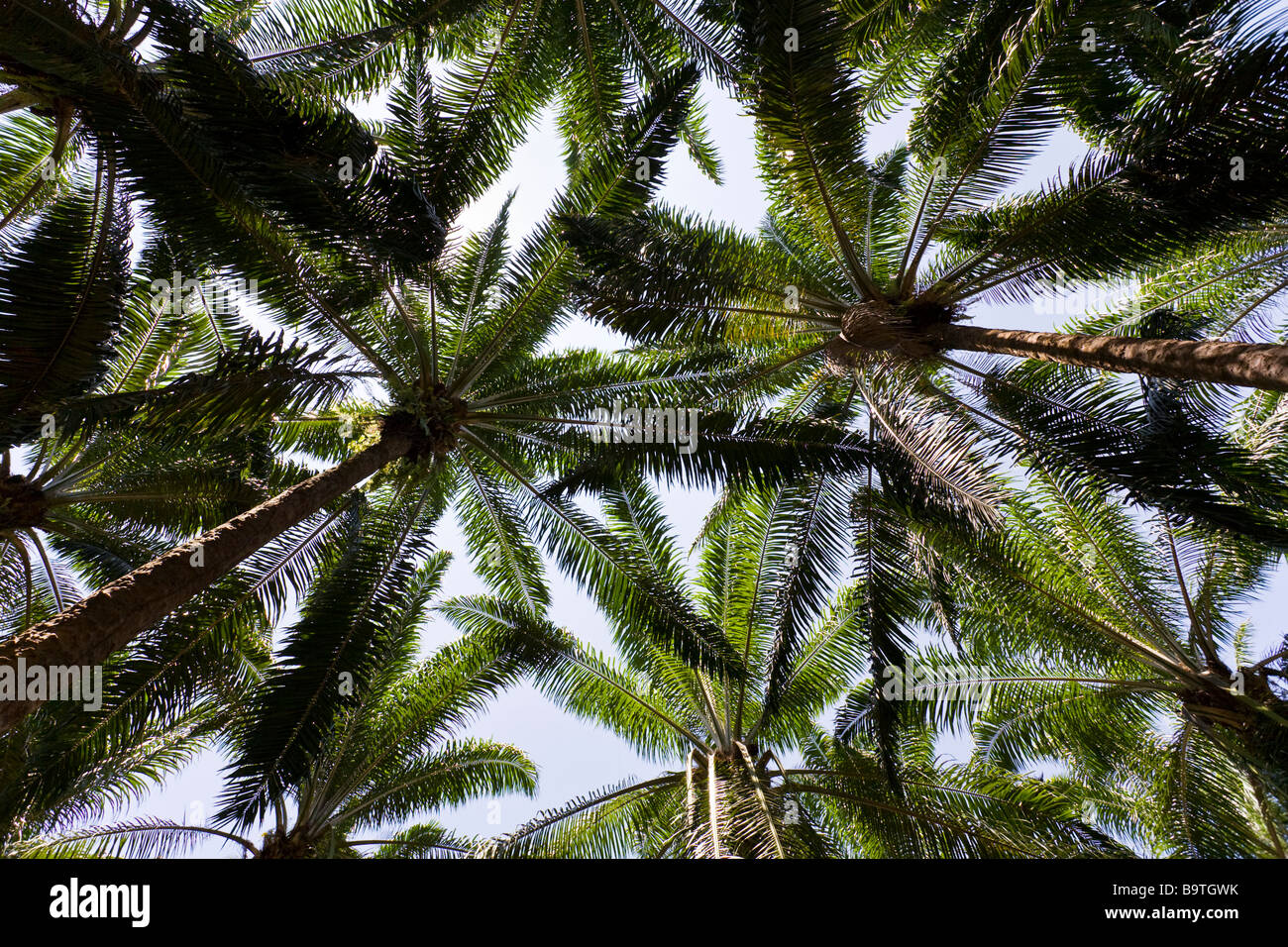 African palm trees (Elaeis guineensis) at a palm oil plantation farm in Costa Rica. Stock Photo