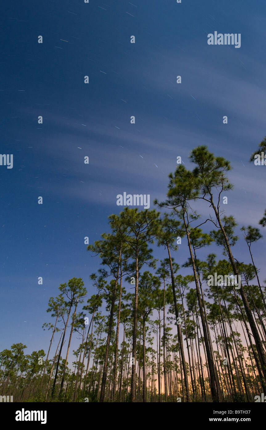 Time exposure under full moon captures star trails above slash forest in Long Pine area Everglades National Park Florida Stock Photo