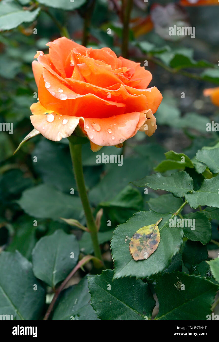 "Brass Band" Floribunda rose Stock Photo Alamy
