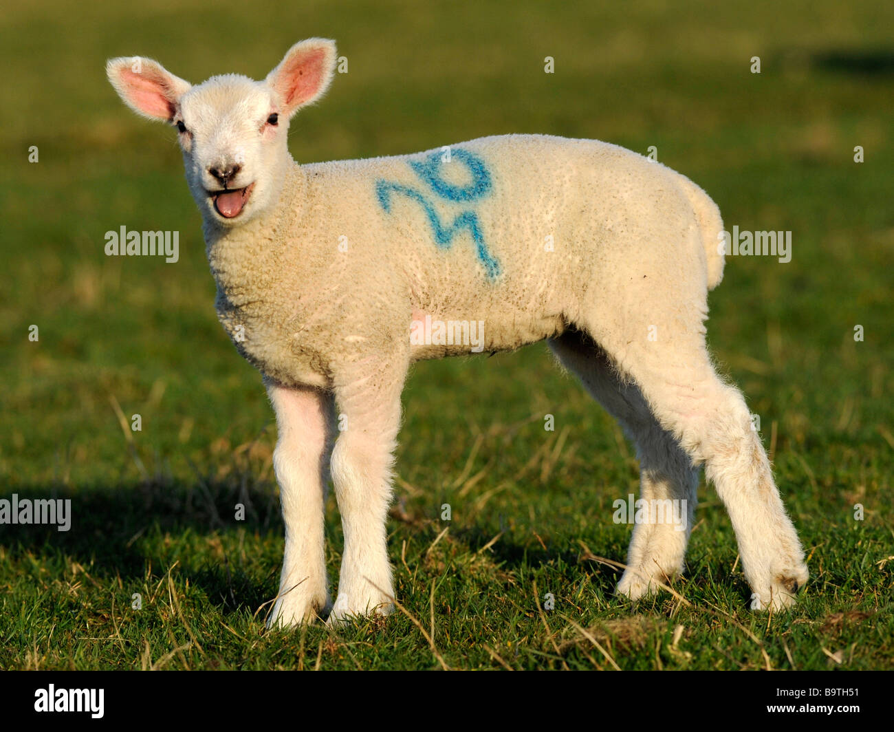 A Small Baby Lamb Bleating In A Field Stock Photo Alamy