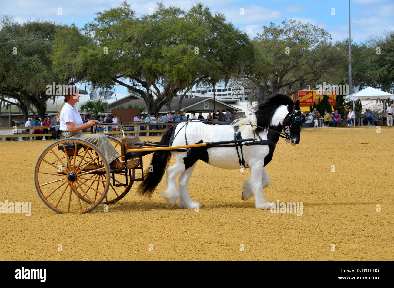 Gypsy horse exhibition at Florida State Fairgrounds Tampa Stock Photo Alamy