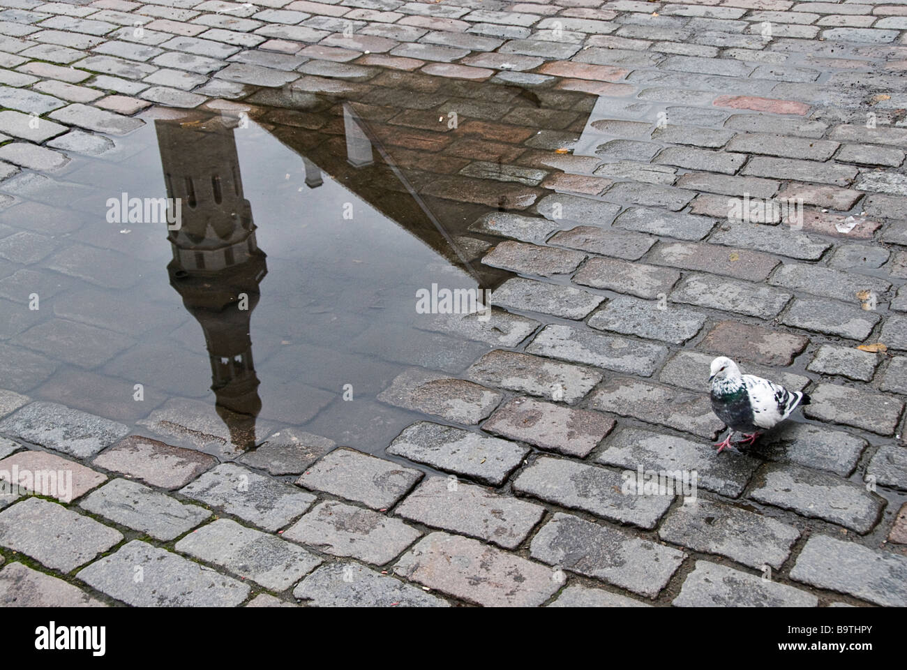 Reflection of the townhall on a puddle and a pigeon in the street, Tallin, Estonia, Europa Stock Photo