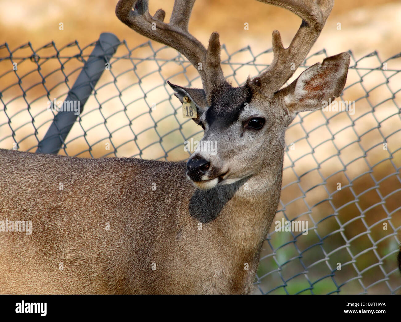 California Mule Deer (Odocoileus hemionus californicus Stock Photo Alamy