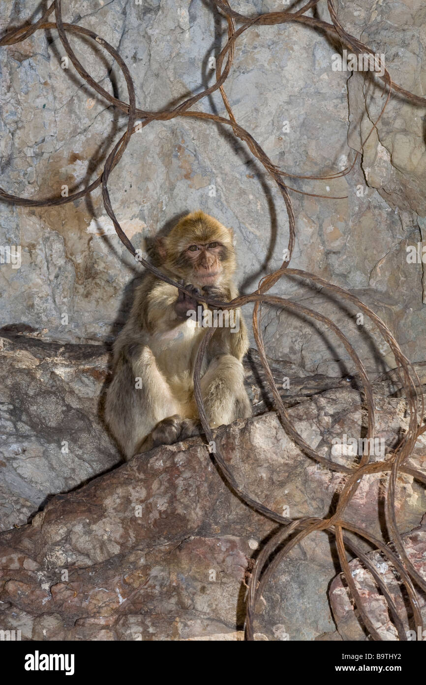 barabary ape playing on a rubbish tip in Gibraltar Stock Photo