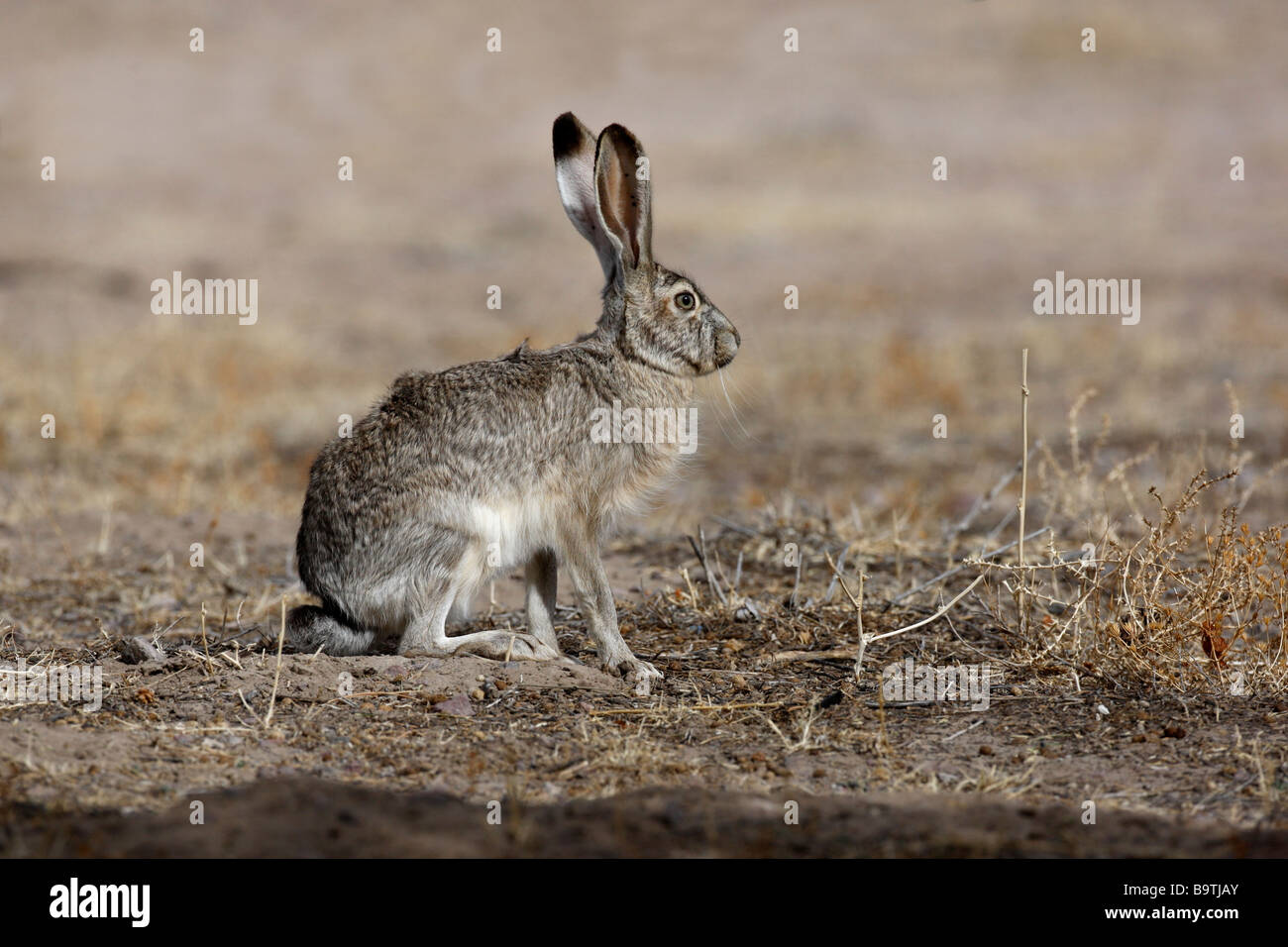 Black tailed jack rabbit Lepus californicus New Mexico USA Stock Photo ...